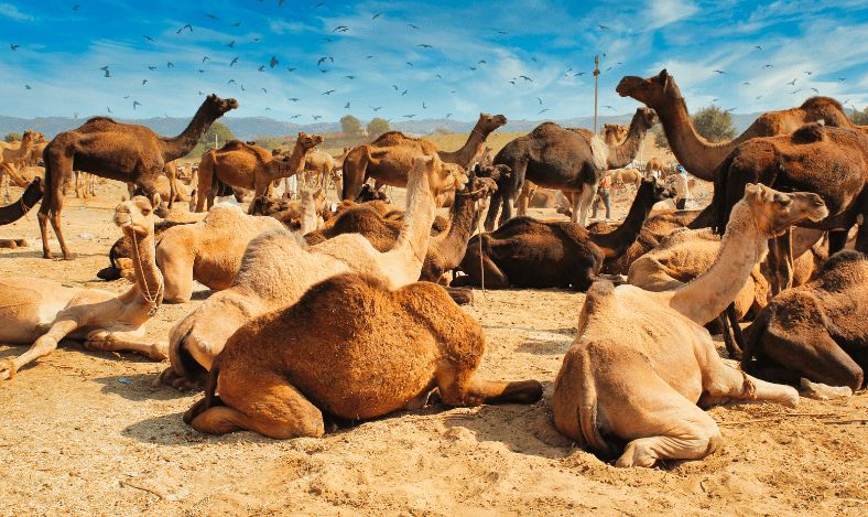 Did Prophet Muhammad advise people to drink the urine of camels?