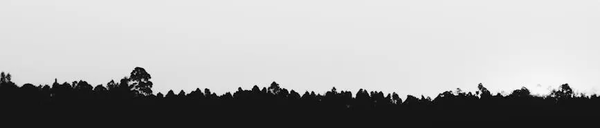 silhouette of grass under white sky